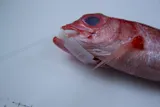 Ruby Snapper, photographed in Hawaii