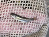 Southern Leatherside Chub, photographed in Utah