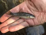 Sandhills Chub, photographed in North Carolina