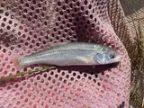 Utah Chub, photographed in Utah