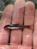 Taillight Shiner, photographed in Florida
