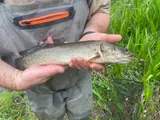 Bowfin, photographed in Georgia