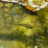 Pacific River Goby, photographed in Guam