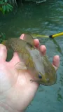 Flat Bullhead, photographed in South Carolina