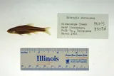 Rainbow Shiner, photographed in Tennessee