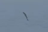 Atlantic Sturgeon, photographed in New York