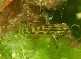 Crested Goby, photographed in Florida