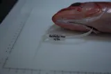 Ruby Snapper, photographed in Hawaii