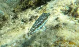 Bandtail Puffer, photographed in Other Islands