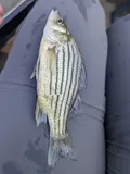 Yellow Bass, photographed in Mississippi