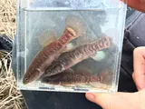 Central Mudminnow, photographed in Kentucky