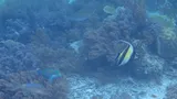 Blue Goatfish, photographed in Papua Barat