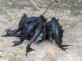 Amazon Sailfin Catfish, photographed in Amazonas