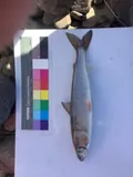 Round Whitefish, photographed in Alaska
