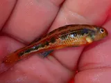 Splendid Darter, photographed in Kentucky