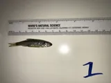 Bigeye Shiner, photographed in Arkansas
