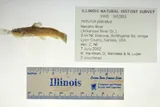 Neosho Madtom, photographed in Kansas