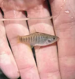 Diamond Killifish, photographed in Florida