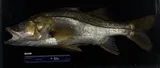 Fat Snook, photographed in Florida