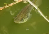 Sacramento Perch, photographed in California