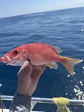 Blackfin Snapper, photographed in Florida