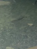 Longnose Sucker, photographed in Northwest Territories