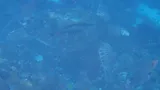 Sharksucker, photographed in Papua Barat