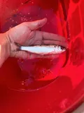 Blueback Herring, photographed in New York