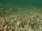 Redear Herring, photographed in Quintana Roo