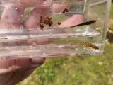 Cypress Darter, photographed in Kentucky
