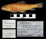 Greater Redhorse, photographed in Ontario (Prov.)