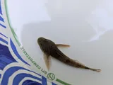 Torrent Sculpin, photographed in Oregon