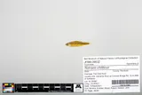 Redlip Shiner, photographed in North Carolina