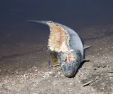 Alligator Gar, photographed in Louisiana