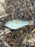 Sheepshead Minnow, photographed in Florida
