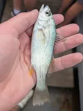 Silver Perch, photographed in Georgia