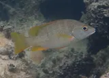 Schoolmaster Snapper, photographed in Monte Cristi