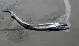 Longnose Lancetfish, photographed in Oregon