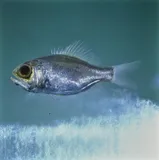 Aulotrachichthys heptalepis, photographed in Hawaii
