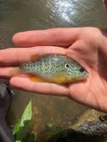 Orangespotted Sunfish, photographed in Ohio