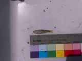 Slim Minnow, photographed in Kansas