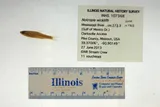 Channel Shiner, photographed in Missouri