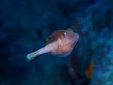 Sharpnose Puffer, photographed in West Bay