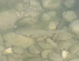 Gray Redhorse, photographed in Texas