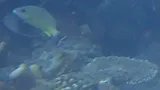 Blacktail Snapper, photographed in Papua Barat