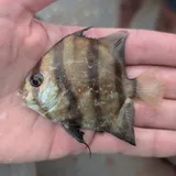 Atlantic Spadefish, photographed in Georgia