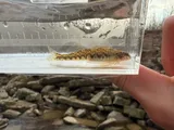 Greenside Darter, photographed in Ohio