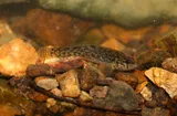 Fringed Darter, photographed in Tennessee