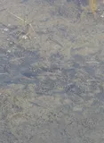 California Killifish, photographed in California