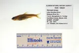 Bigeye Shiner, photographed in Illinois